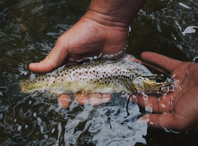 A close-up of a person's hands holding a fish in the water.