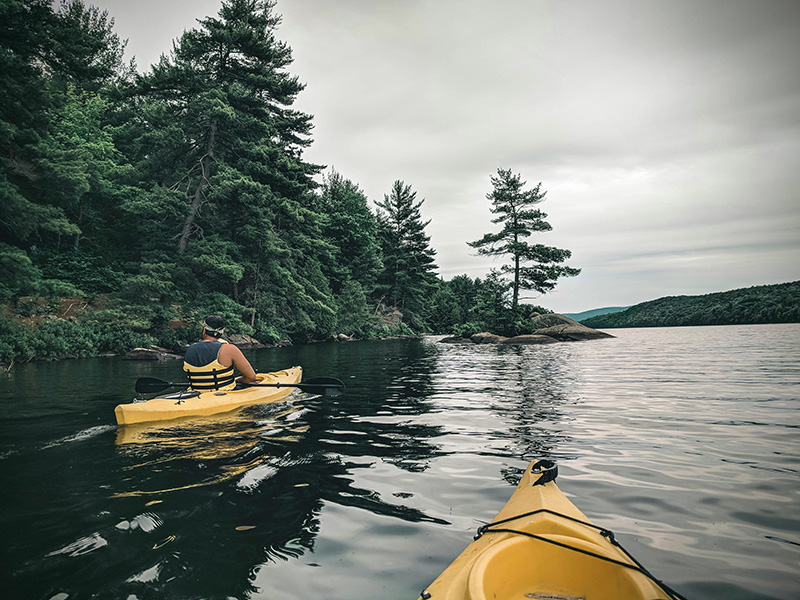 Two people kayaking on yellow kayaks in a lake near the pine tree-covered shore.